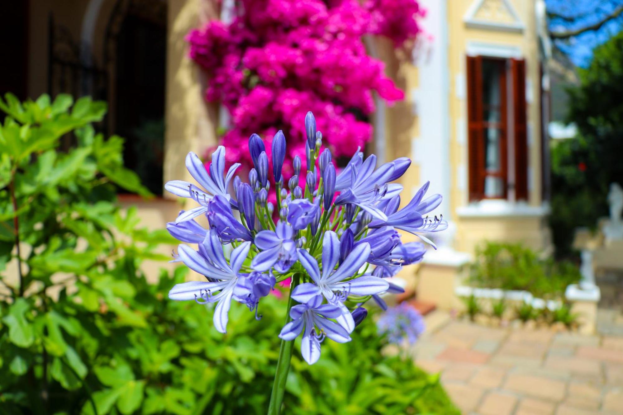 Carmichael House Boutique Hotel Cape Town Luaran gambar